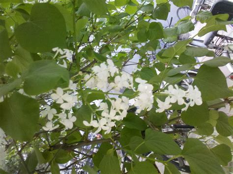 開白色小花的樹 如何知道自己的電郵地址